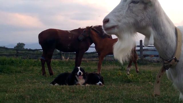 Psebay_Mezmay_S_gory_Mezmay_CPMA смотреть онлайн