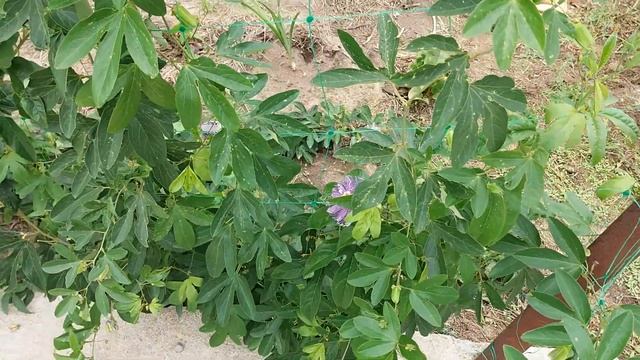 Пассифлора Инкарната из черенка смотреть онлайн