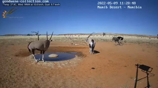 Антилопа :Извините страусы,пить очень хочется#Намибия смотреть онлайн