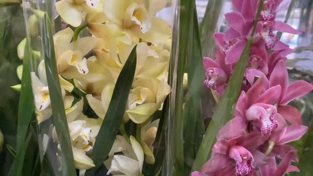 Орхидеи ЦИМБИДИУМ Красивые Сорта к Рождеству! Лондон. Садовый центр. смотреть онлайн
