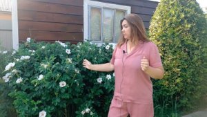 ТОП САМЫХ НЕПРИХОТЛИВЫХ РАСТЕНИЙ ДЛЯ МАЛОУХОДНОГО САДА