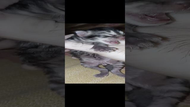 котёнок шотландской вислоухой кошки