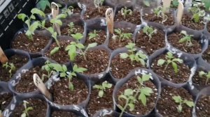 Зачем нужен кальций для рассады.