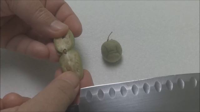 Как Собрать Семена Картофеля How To Collect Potato Seeds