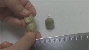 Как Собрать Семена Картофеля How to Collect Potato Seeds