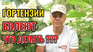 🌸Чем болеет гортензия в саду и как с этим бороться? Как защитить и вылечить гортензию от болезней.