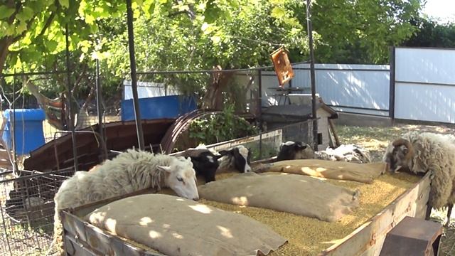 Сколько зерна надо овцам .Sheep and grain. смотреть онлайн