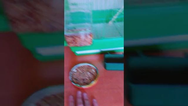 Мой волнистик . Что делать если попугай не ест в первые дни смотреть онлайн