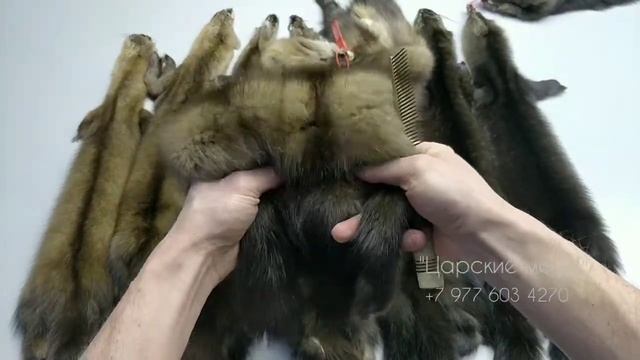 Как определить цвет соболя? смотреть онлайн