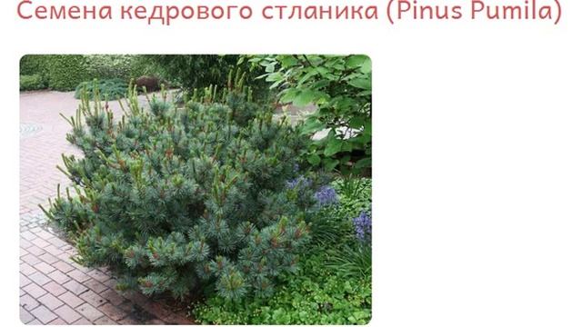 Семена кедрового стланика купить продажа смотреть онлайн
