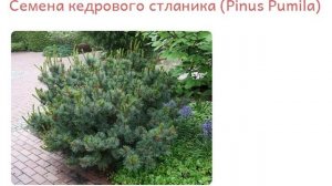 Семена кедрового стланика купить продажа