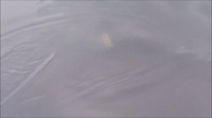 Джеркбейт Bubuka Racer