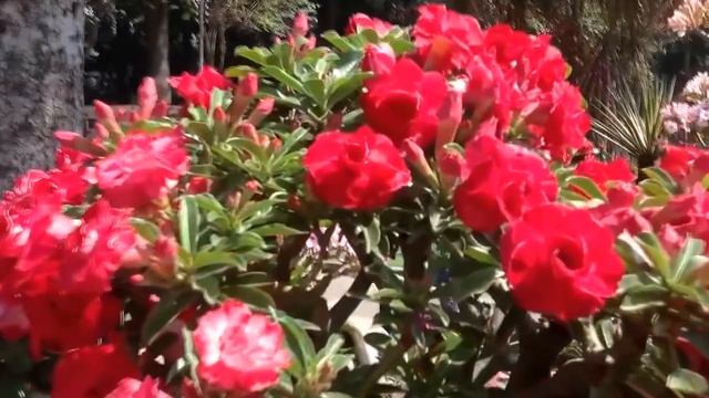 Адениум. Красивые цветы. Выращивание и уход за адениумом. Выращиваем из семян дома. смотреть онлайн