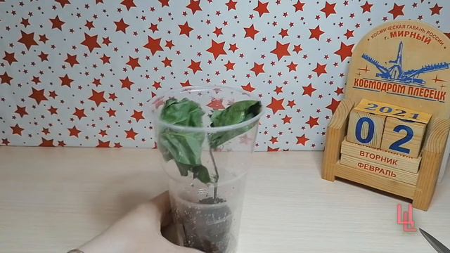 укореняю подсохший черенок гибискуса
