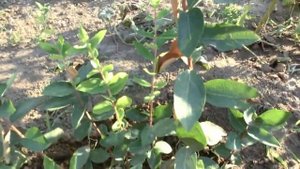 Жимолость "Золушка". Второй урожай за сезон.