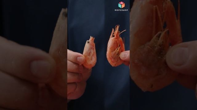 Холодовой ожог креветки смотреть онлайн