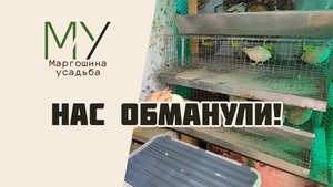 Нас обманули! Как определить пол перепелов