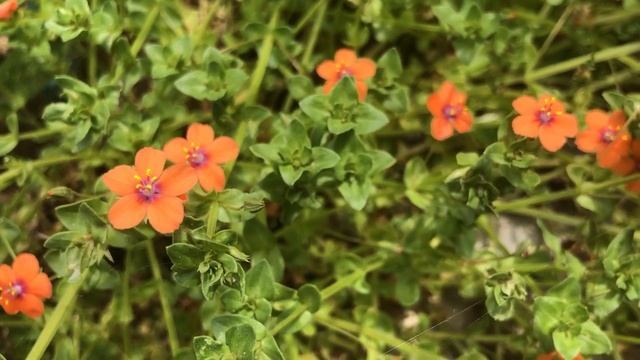 Anagallis arvensis, Farekulağı, Sıçankulağı, Scarlet pimpernel, Shepherd’s clock, chickweed IMG 074 смотреть онлайн