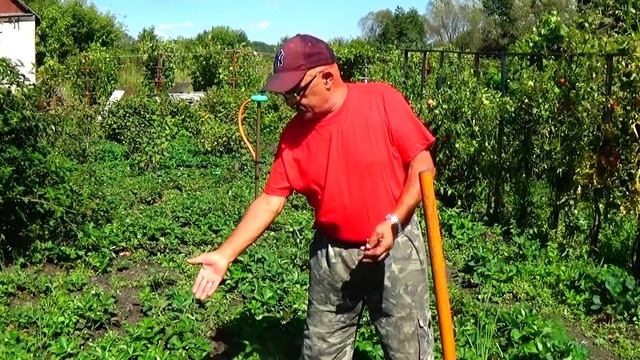 Клубника:  правильная  заготовка  саженцев - залог Вашего  успеха при посадке! смотреть онлайн