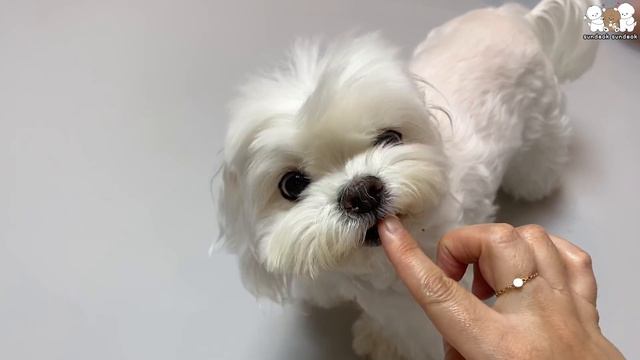 우리 집 강아지들이 왜 이럴까??... 😆