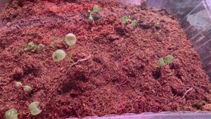 РАССАДА цветов вытянулись, что делать? Простой совет как вырастить рассаду