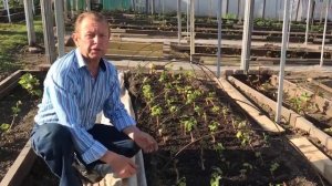 Виноград на даче: советы эксперта, как его вырастить в Сибири