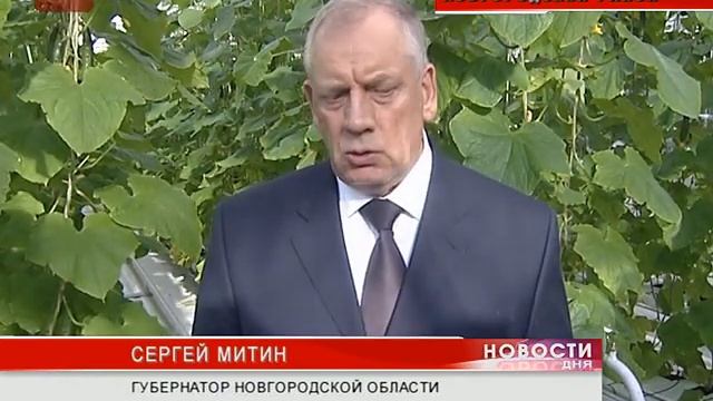 В тепличном комбинате «Трубичино» Новгородского района собрали первый урожай огурцов смотреть онлайн
