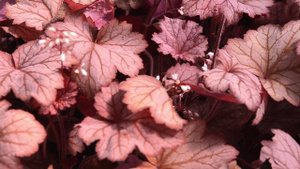 Heuchera Georgia Peach at Jackson and Perkins