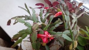 Домашнее растение цветок Декабрист