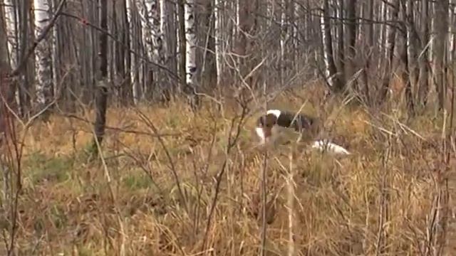 Нагонка молодой гончей по зайцу. смотреть онлайн