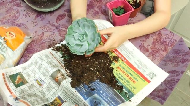 Открытый флорариум с суккулентами смотреть онлайн