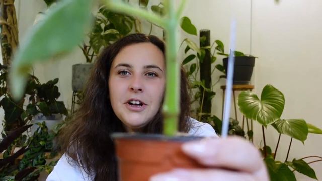 Cactus & Succulent Haul | The Cactus Shop Haul 2021 смотреть онлайн