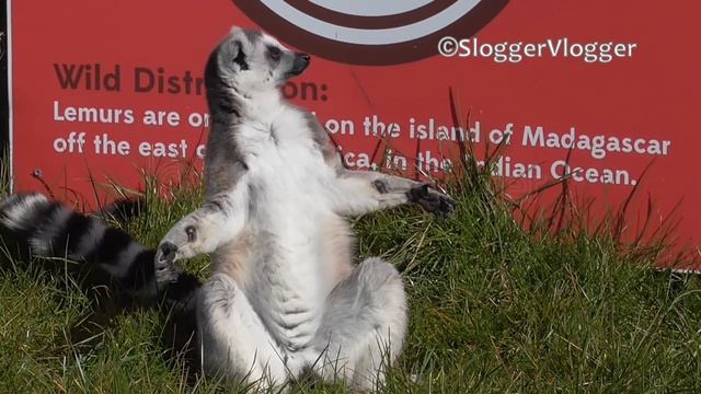 Funny Sunbathing Lemurs смотреть онлайн