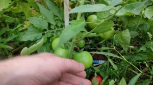 Урожайные томаты/Гибрид Добрый f1/Скороспелые сорта и гибриды помидор