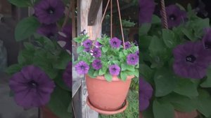 ДАЧА КАК ХОББИ. Петуния Шок Вэйв Пурпл Тай Дай. F1?🤷