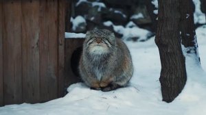 манул греет лапки