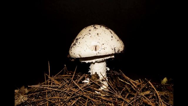 Amanita Phalloides, The Death Mushroom