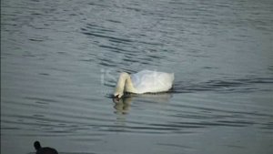 Лебеди летят