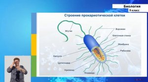 9-класс | Биология | История и методы изучения клетки. Клеточная теория. Типы клеток