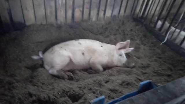 Плесень на потолке. Высокая влажность. смотреть онлайн