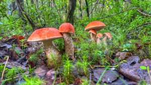 Тихая охота в смешанном лесу. Эмоции не передать словами. Фееричная семейка подосиновиков. Июль 2023