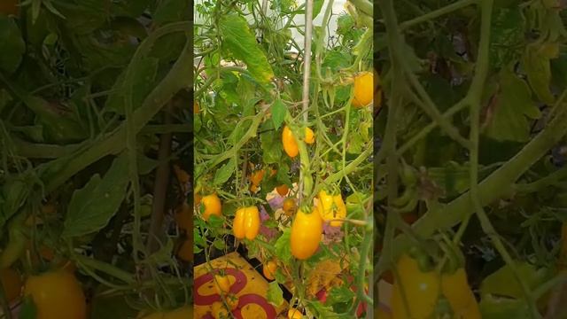 Томат банановые ноги смотреть онлайн