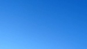 Ижевские и пермские голуби.  Полёт 24.08.19.