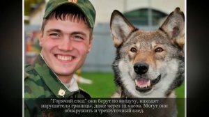 Волкособ Крупные породы собак