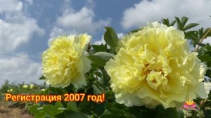 ИТО-пионы гибридизатора Ирен Толомео / Сад Ворошиловой