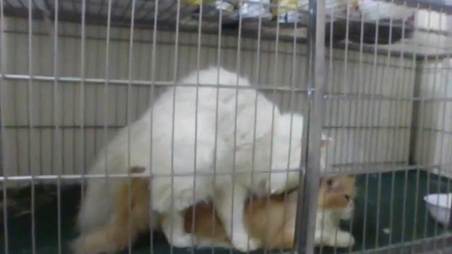 Funny Animal Mating HD - Cat Mating For The First Time ✔ смотреть онлайн