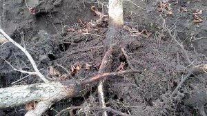 Фундук.Медвежий орех.Как ростуть корни Медвежего ореха при загущенной посадке семян Медвежего ореха