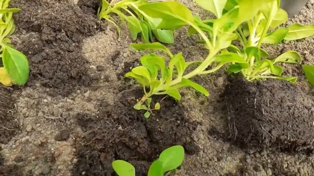 Перевалка розсади петуньї. Ґрунтосуміш. Transshipment of seedlings of petunia.петуния petunia