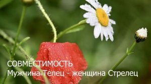 Совместимость мужчины Тельца и женщины Стрельцы.