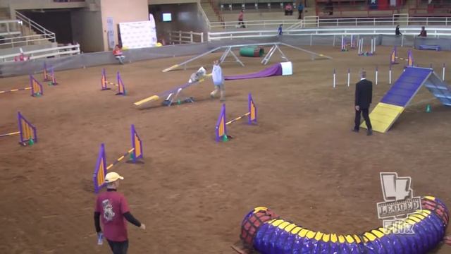 Java Sun NoviceTitlingAgility UKI US Open 2013 смотреть онлайн